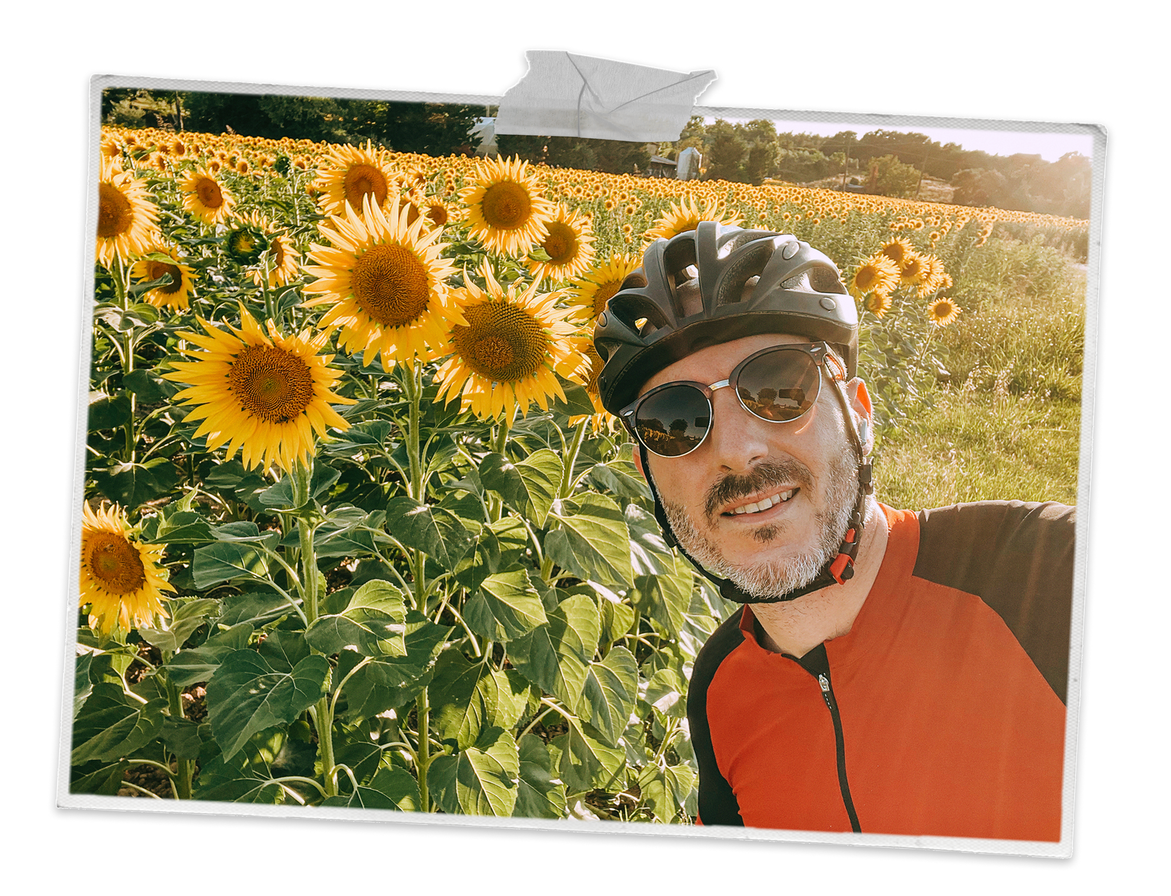A cyclist taking a selfie next to sunflowers