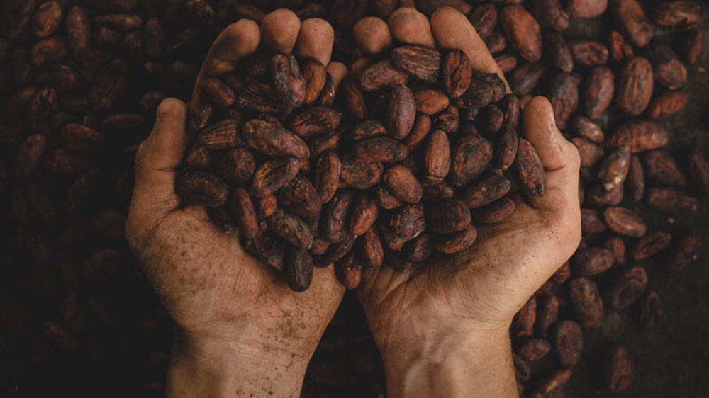 Cocoa beans