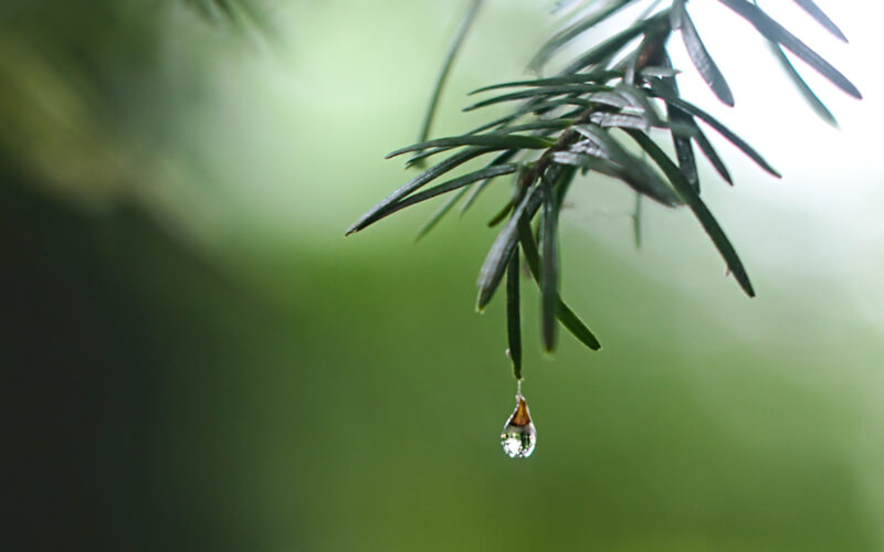 A water droplet falling off a pine tree branch