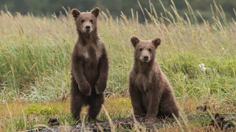 what are bear and bull markets