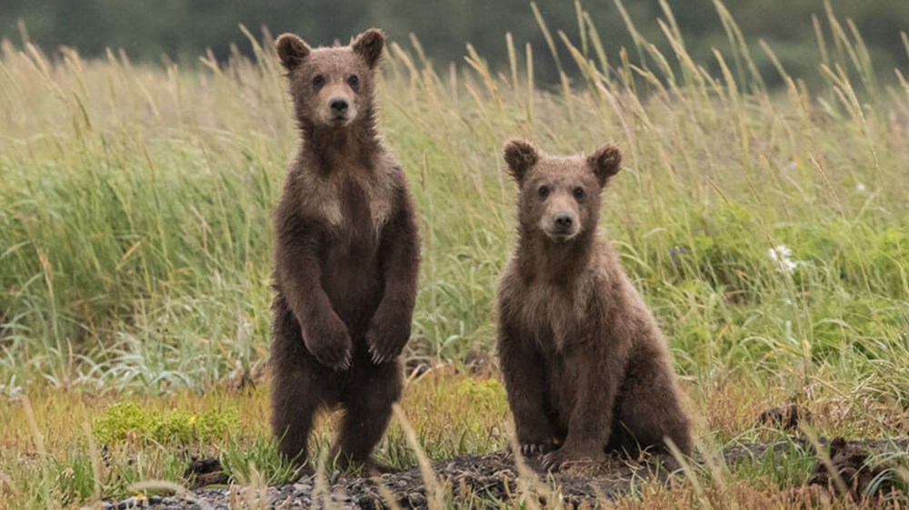 what are bear and bull markets