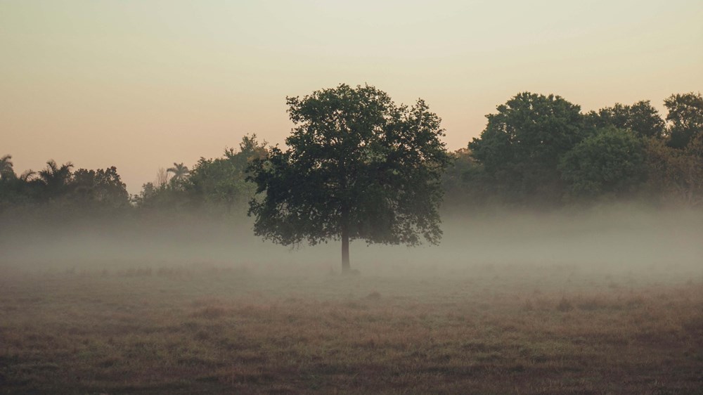 lonely tree in a field with fog