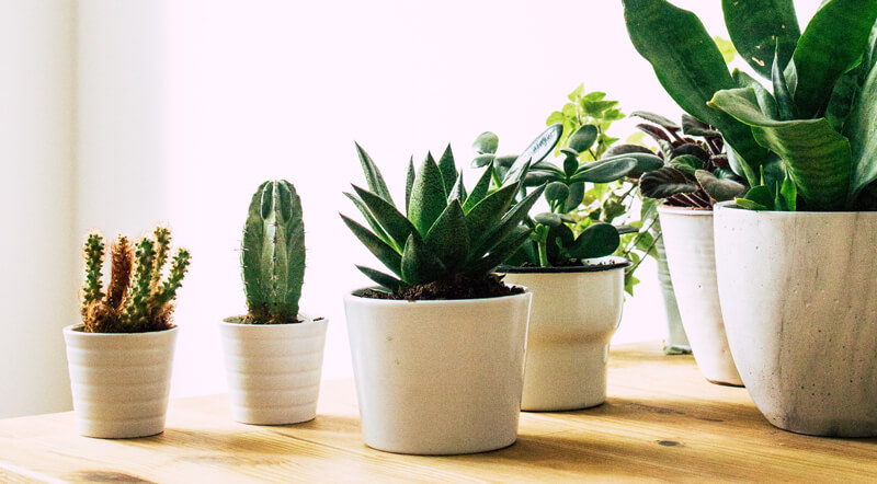 Plants growing in the sun | Wealthify