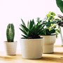 6 different types of cacti in a row from smallest to largest, all sat in white flower pots on top of a wooden table. 