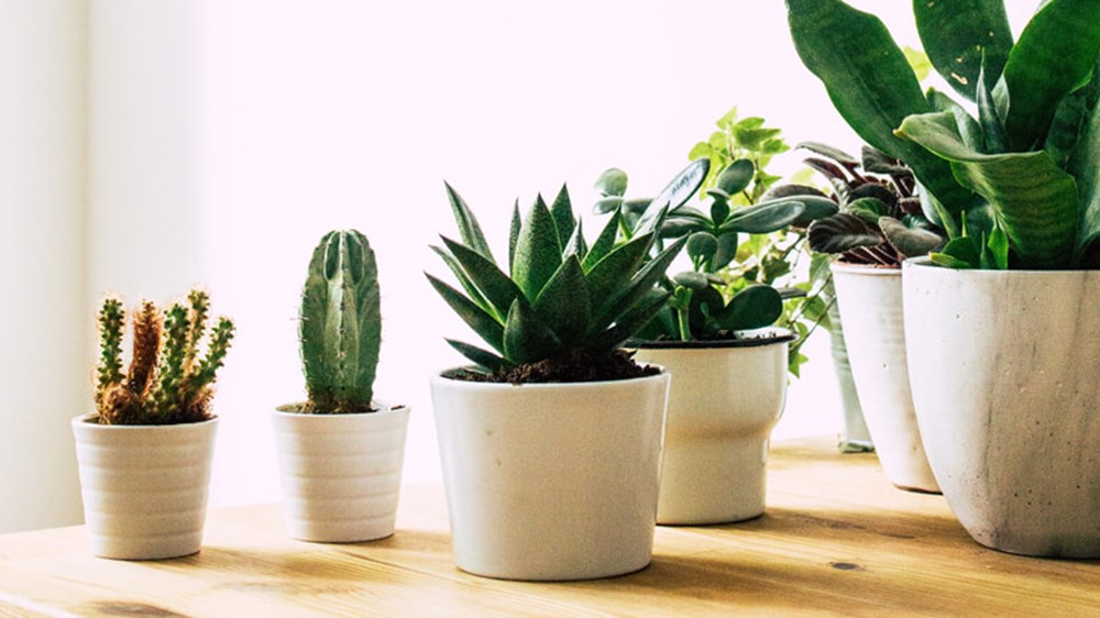 Plants growing in the sun | Wealthify