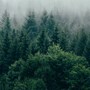 A scenic view from above a misty forest