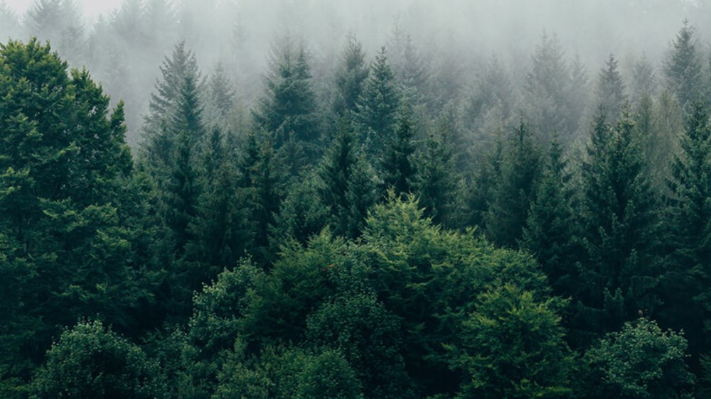 Forest with fog | Wealthify