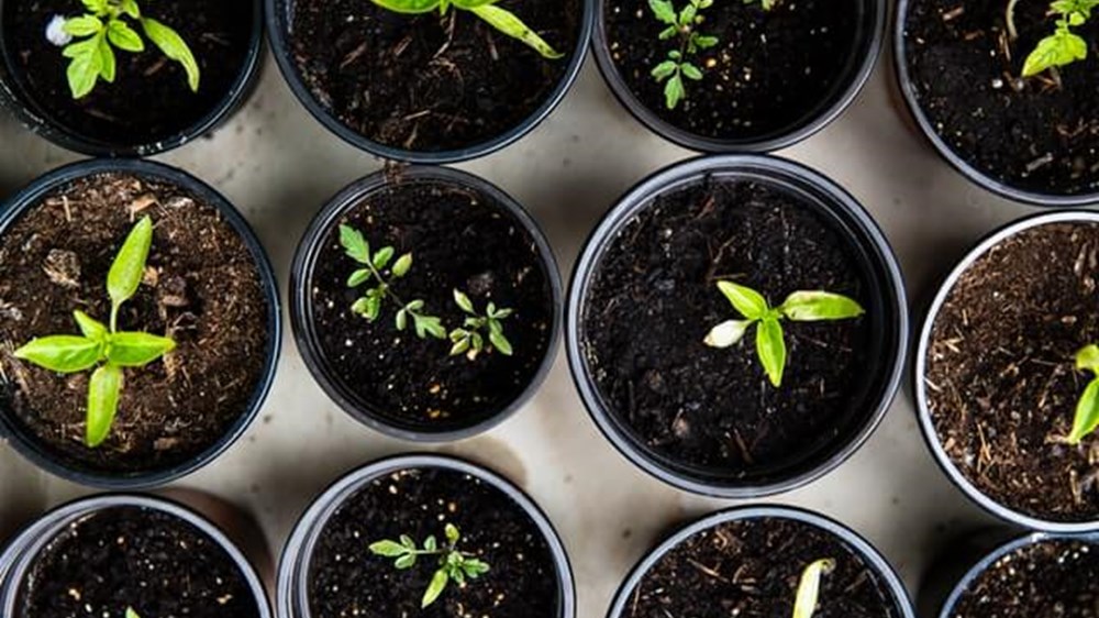 pots growing little plants | Wealthify.com
