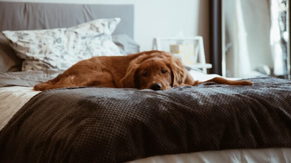 dog sleeping on a bed | wealthify.com