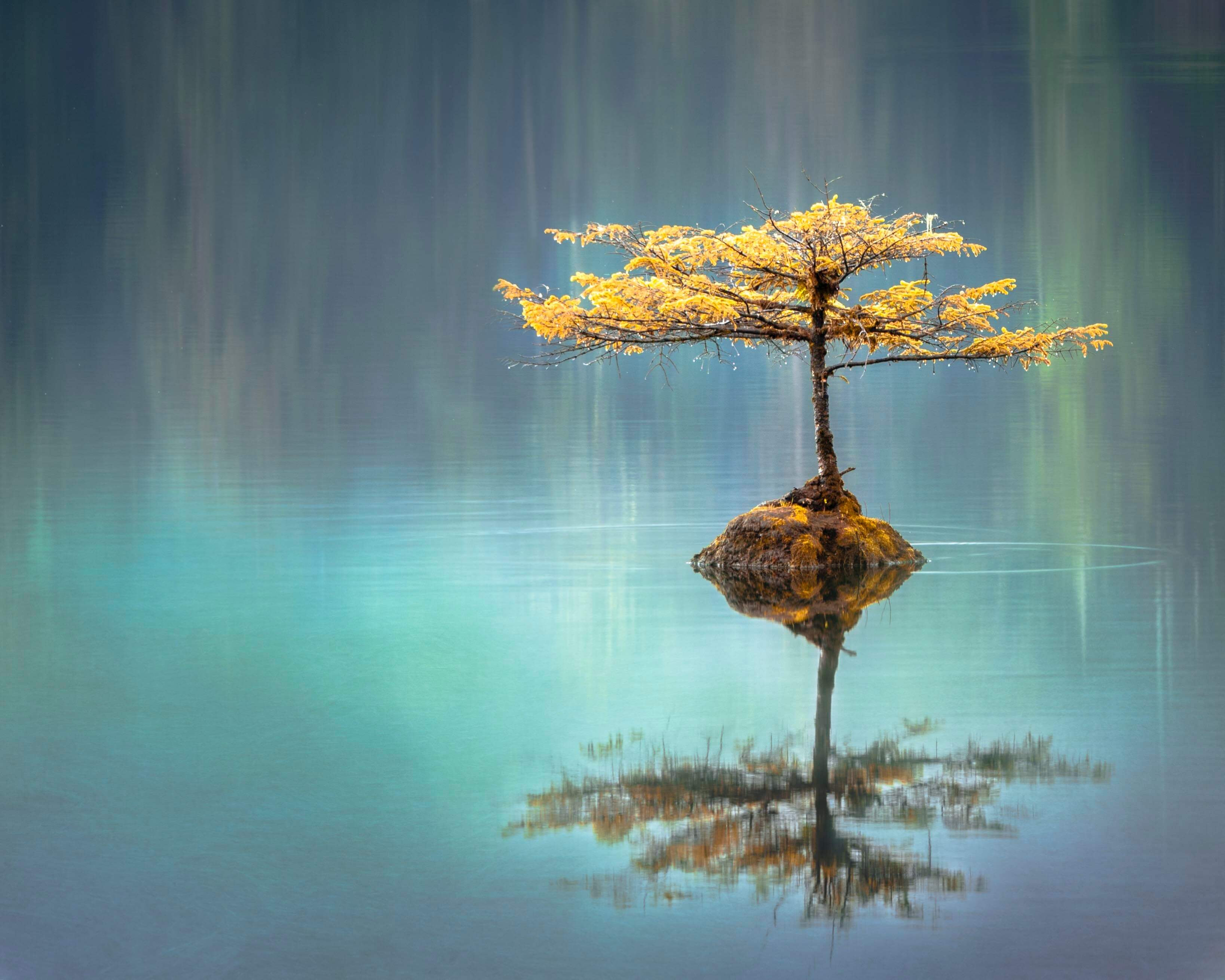 tree surrounded by calm water | wealthify.com