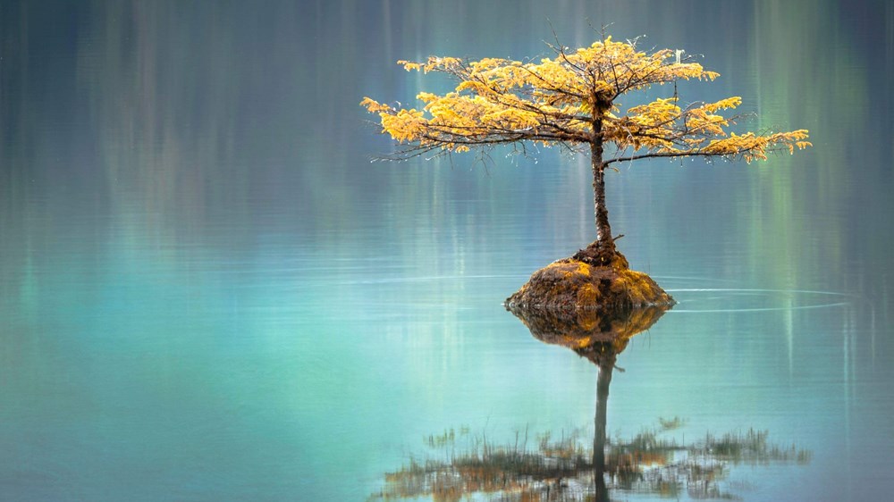 tree surrounded by calm water | wealthify.com