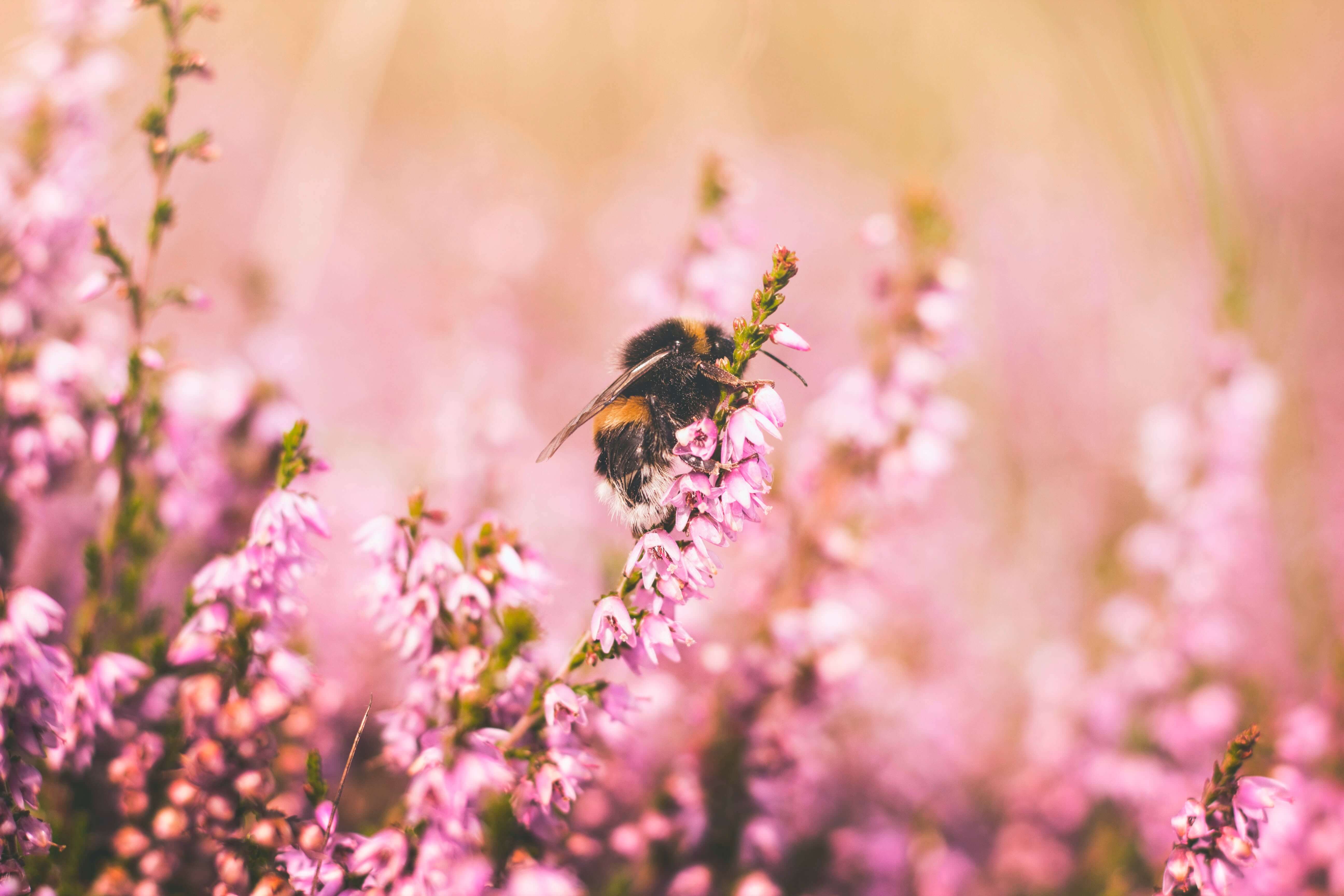 A bee on wildflowers | Wealthify.com