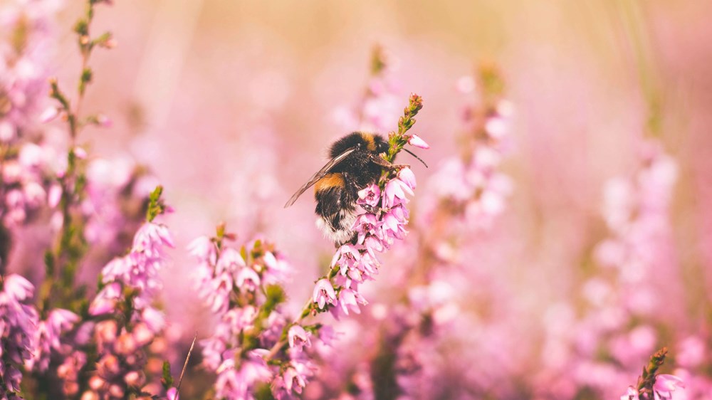 A bee on wildflowers | Wealthify.com