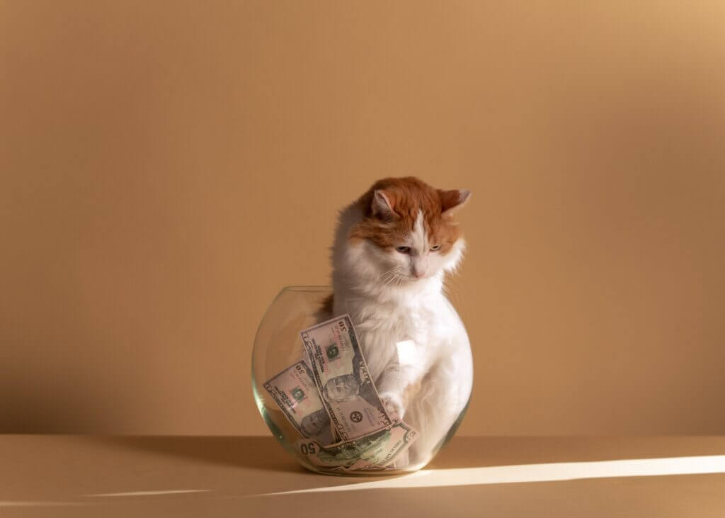 White and ginger cat sitting in a fish bowl full of money