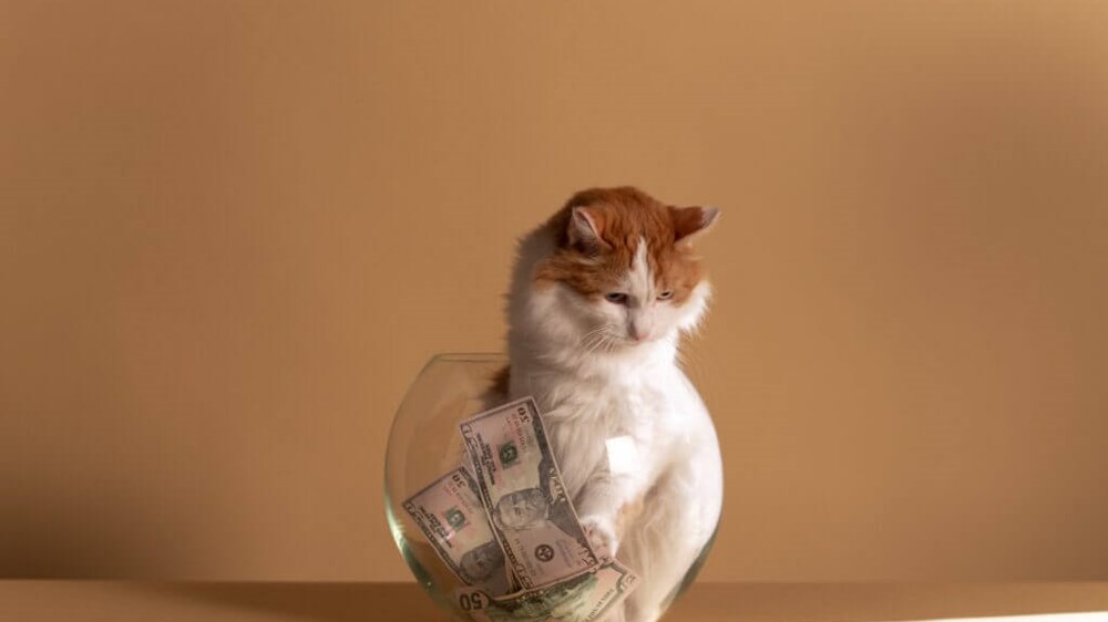 White and ginger cat sitting in a fish bowl full of money