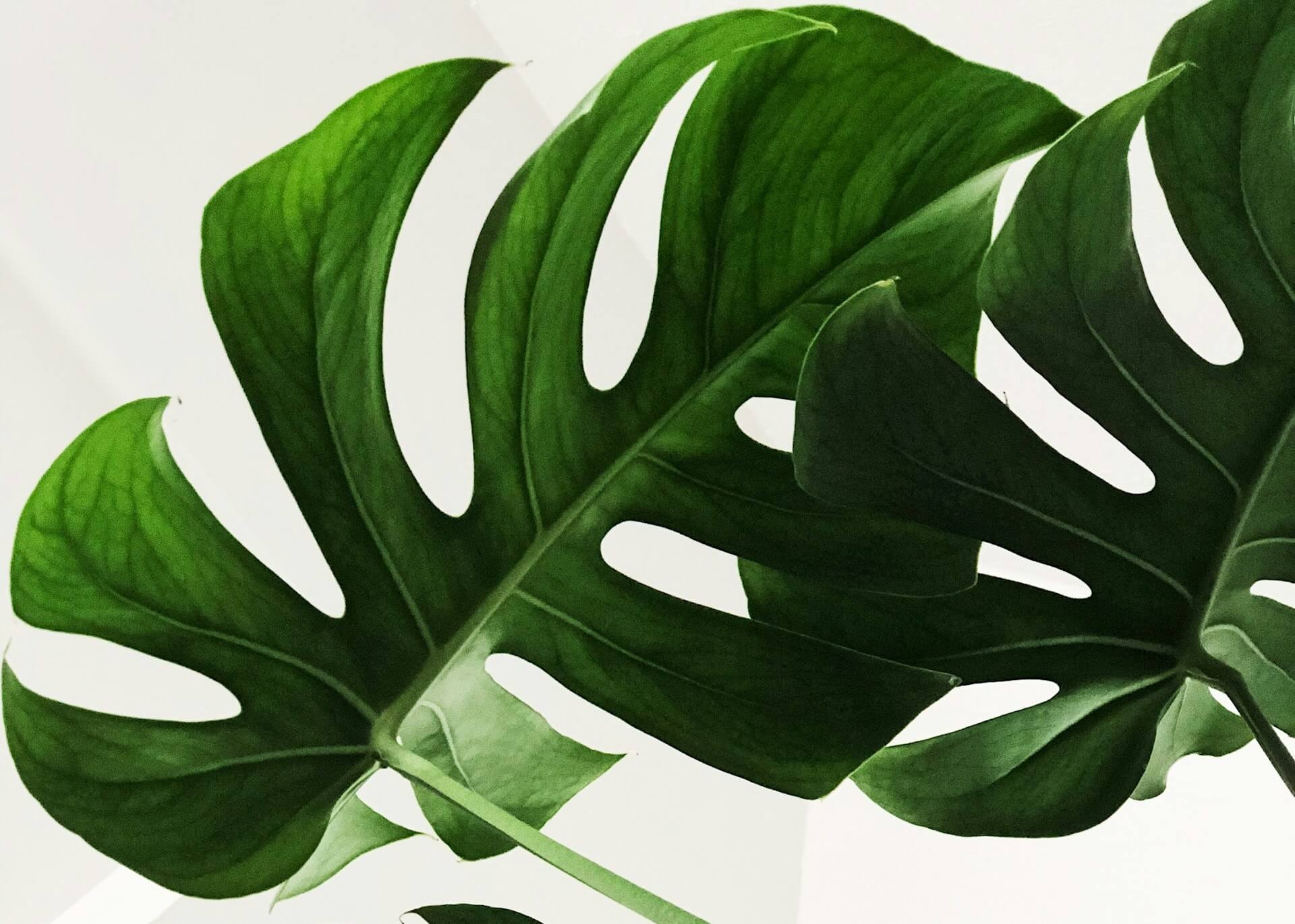 Photograph of lush, green monstera (Swiss Cheese plant) leaves
