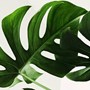 Photograph of lush, green monstera (Swiss Cheese plant) leaves