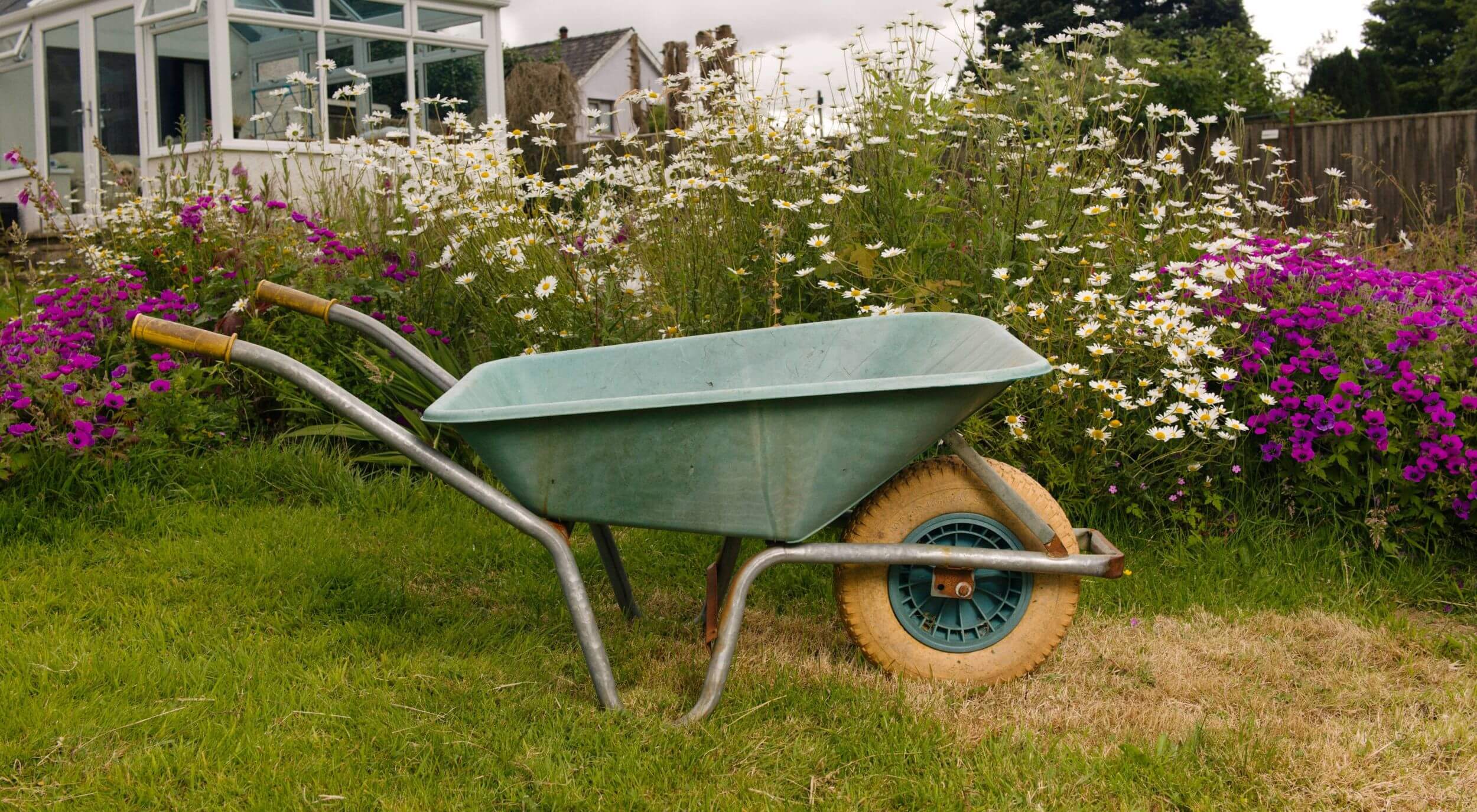 Faded green wheelbarrow in a garden with pretty pink and white flowering bushes. There's a conservatory in the background that's typical of a British back garden.
