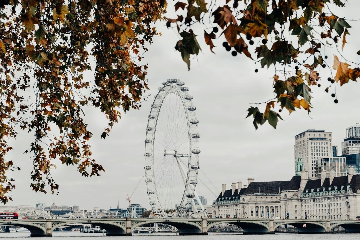 The London Eye seen through autumn foliage on the South Bank, with Westminster Bridge spanning the Thames