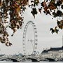 The London Eye seen through autumn foliage on the South Bank, with Westminster Bridge spanning the Thames